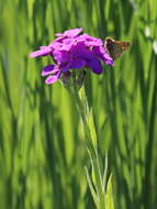 Слика од Hesperis sibirica L.