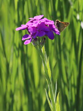 Слика од Hesperis sibirica L.