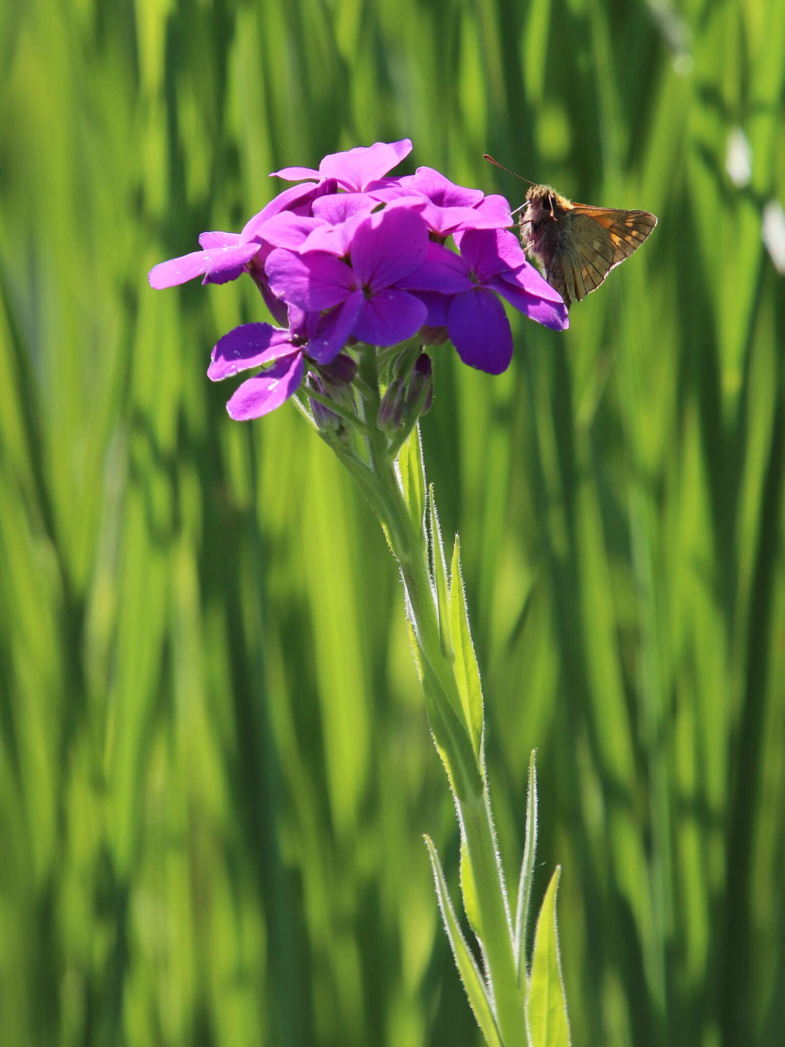 Слика од Hesperis sibirica L.