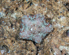 Image of Cushion star