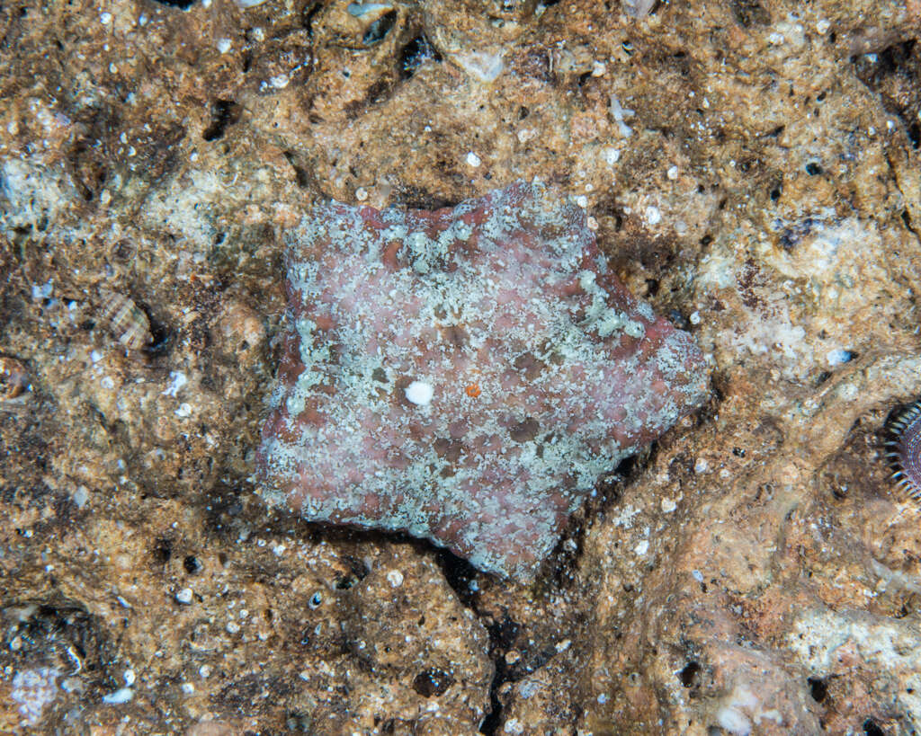 Image of Cushion star