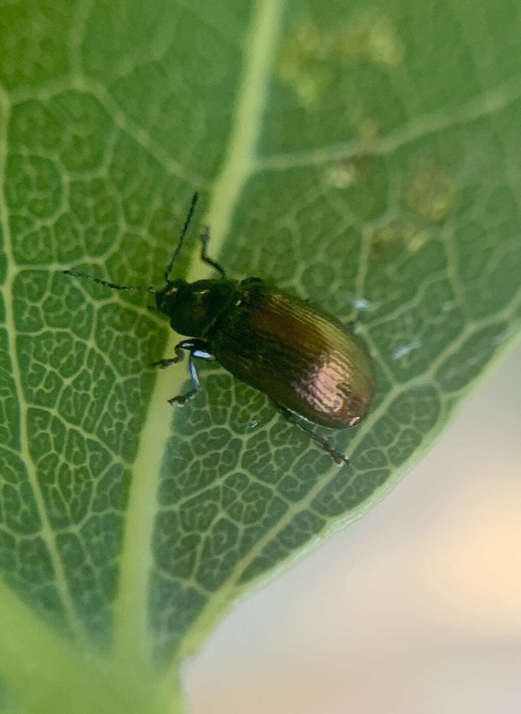 Image of Phratora (Phratora) purpurea Brown 1951