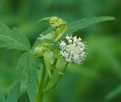 Image of Hydrocotyle geraniifolia F. Müll.