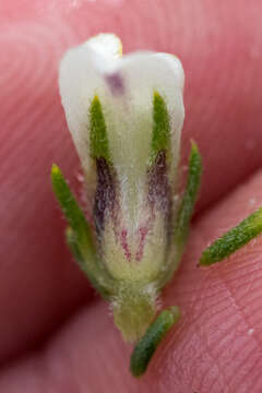 Image of Aspalathus forbesii Harv.