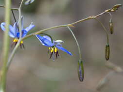 Image of Dianella revoluta var. revoluta