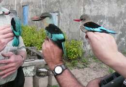 Image of Blue-breasted Kingfisher