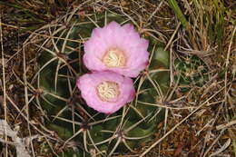 Image of Gymnocalycium monvillei subsp. monvillei