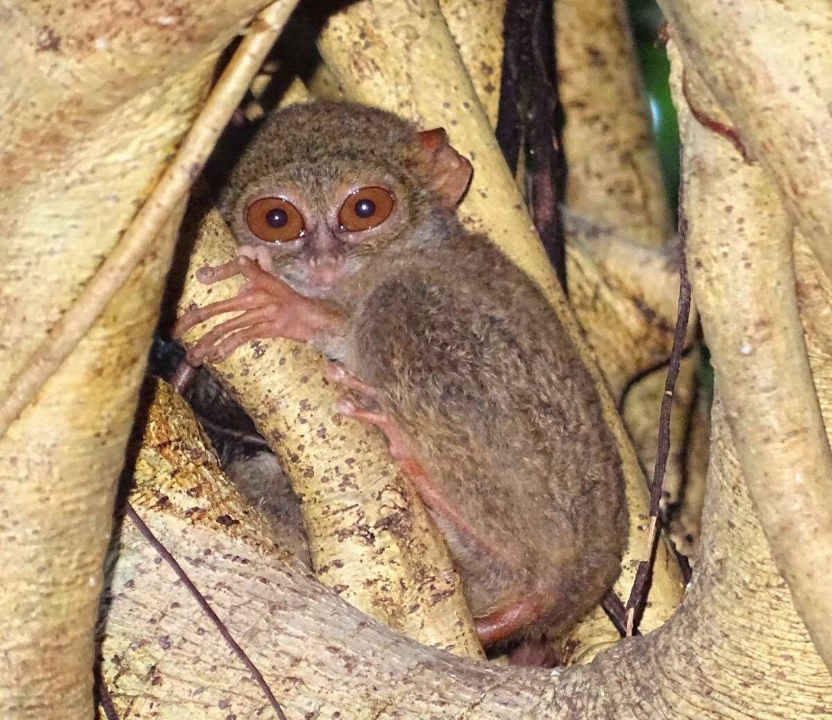 Image de Tarsius spectrumgurskyae Shekelle, Groves, Maryanto & Mittermeier 2017