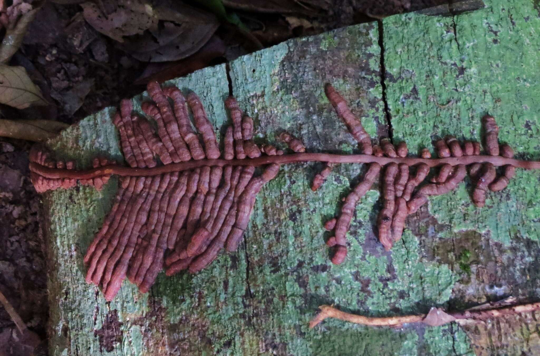 Image of Pseudovanilla foliata (F. Muell.) Garay