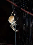 Image de Araneus gemma (McCook 1888)