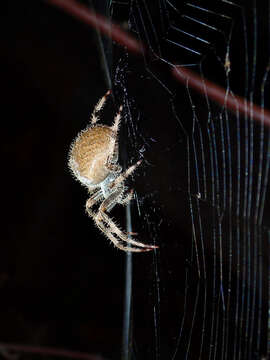 Image de Araneus gemma (McCook 1888)