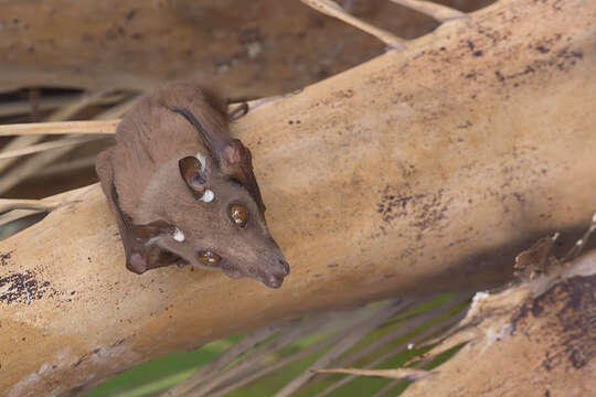 Image of Wahlberg's Epauletted Fruit Bat