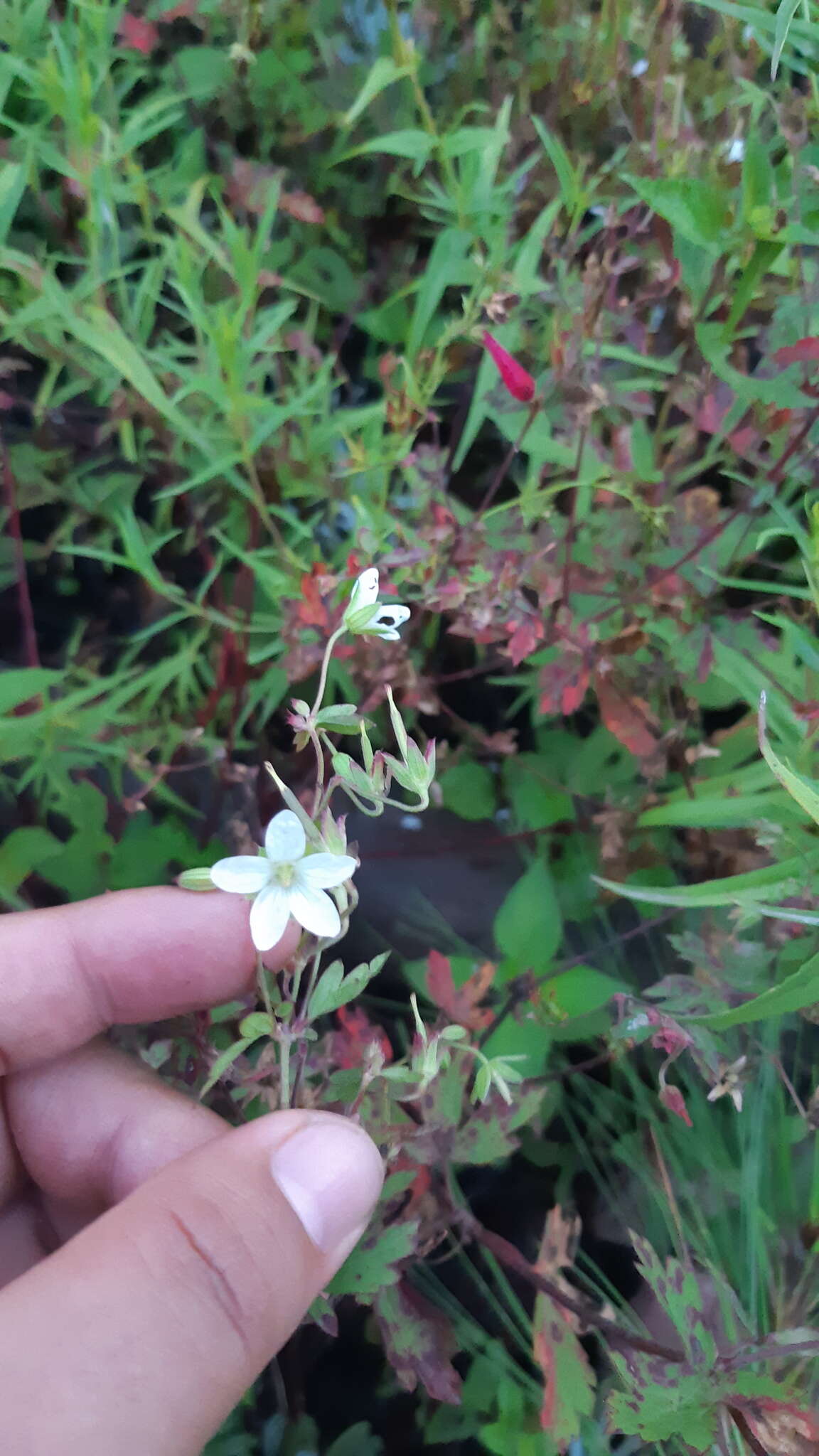 Image of Huachuca Mountain geranium