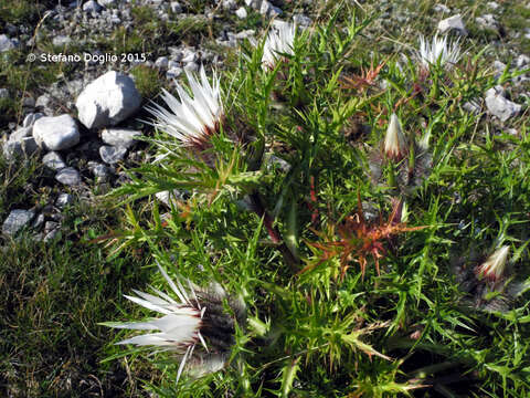 Слика од Carlina acaulis subsp. caulescens (Lam.) Schübl. & G. Martens