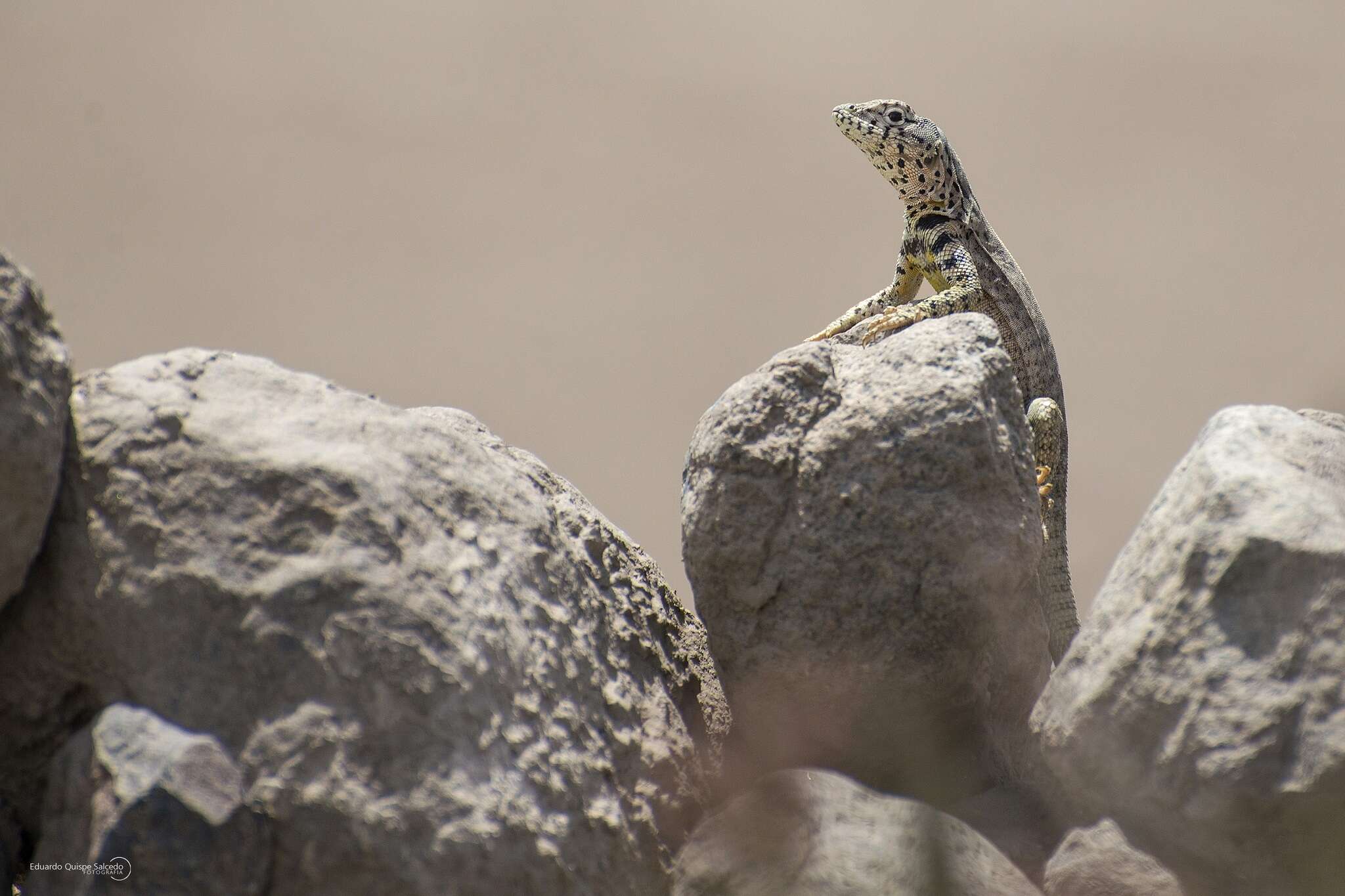 Image of Tiger Pacific Iguana