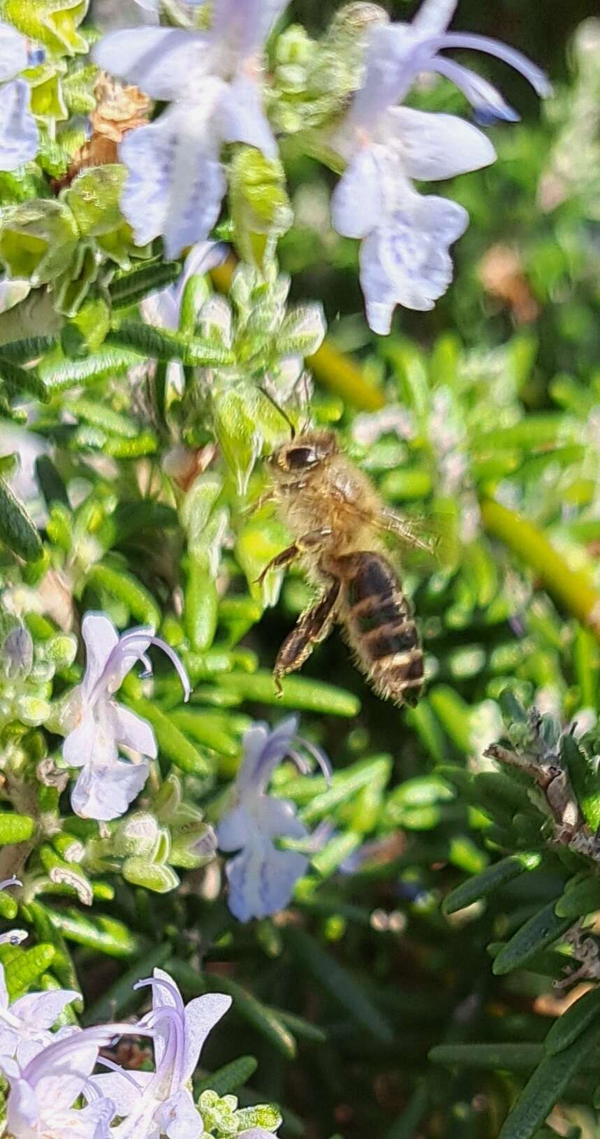 Image of Apis cerana Fabricius 1793