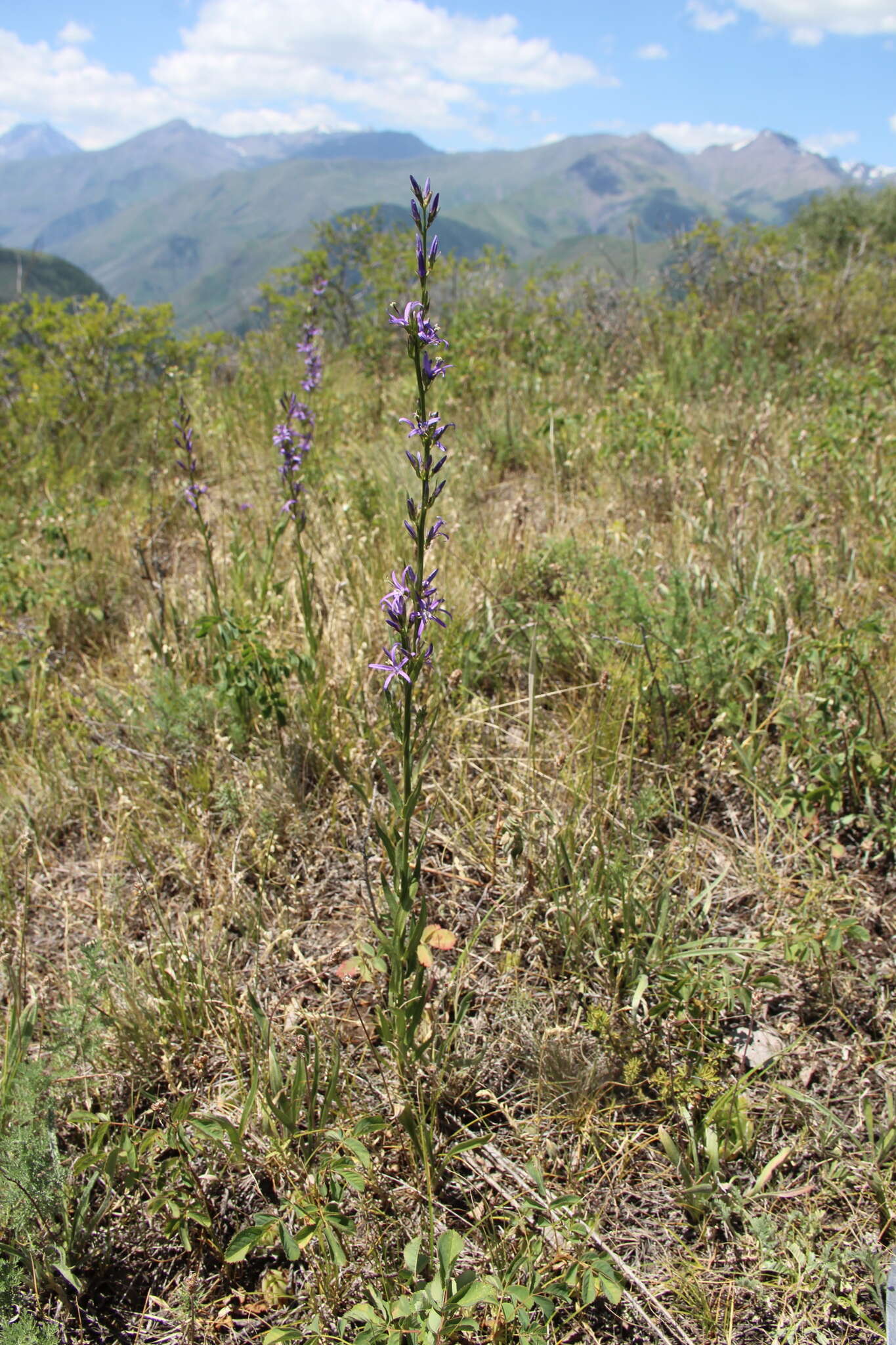 Image of Asyneuma canescens (Waldst. & Kit.) Griseb. & Schenk