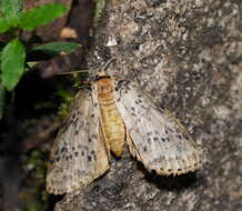 Image of Lyelliana dryophila Turner 1917