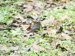 Image of Sclater's Nightingale-Thrush
