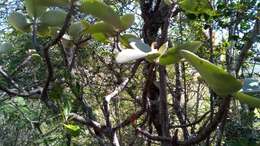 Image of Kalanchoe orgyalis Baker