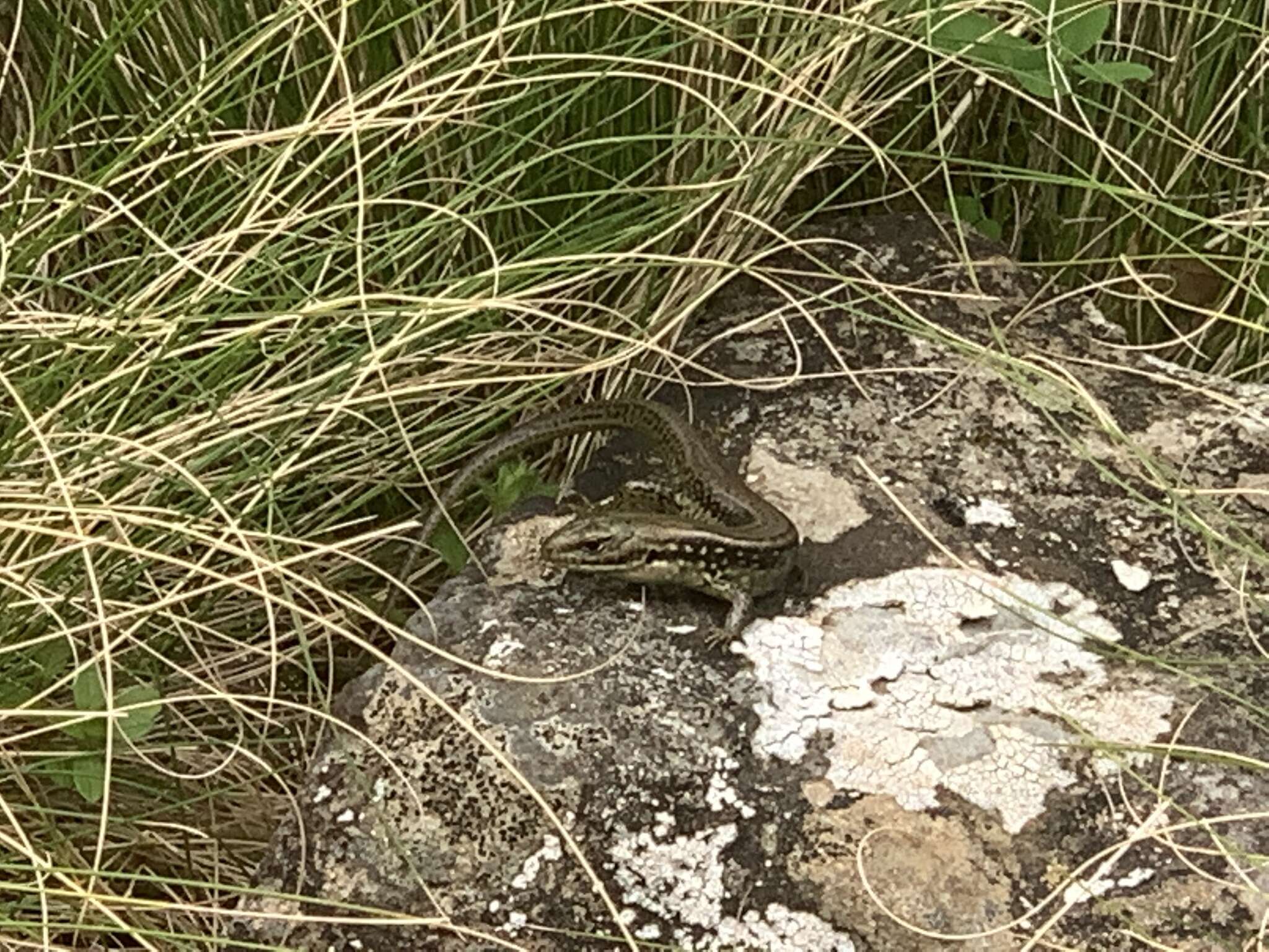 Image of Alpine Meadow-skink