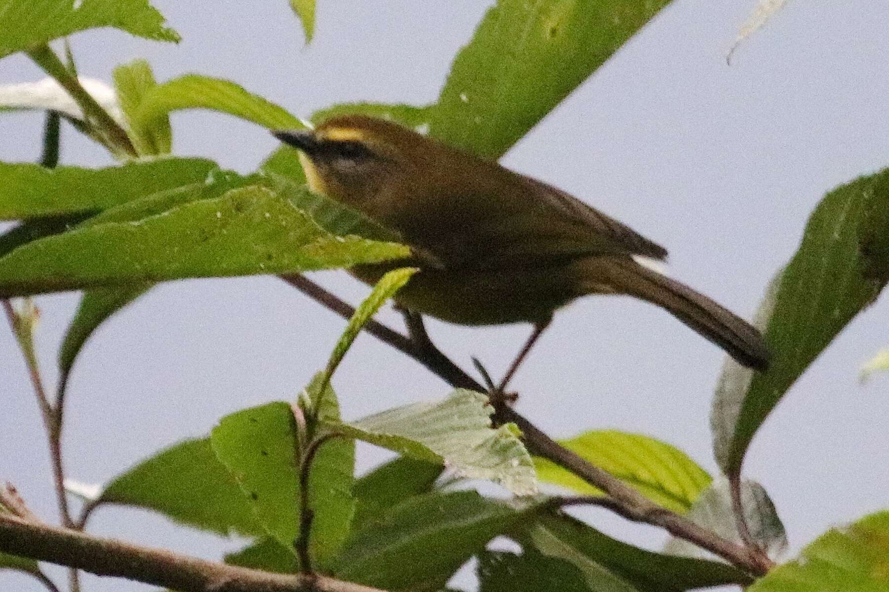 Image of Citrine Warbler