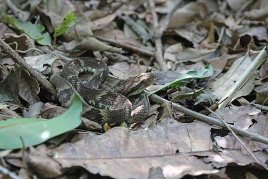 Imagem de Bothrops jararaca (Wied-Neuwied 1824)