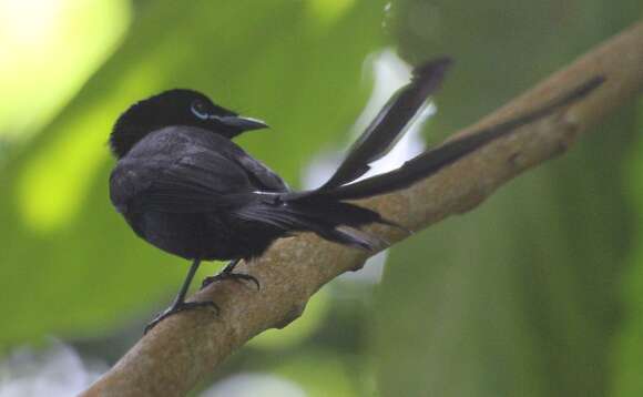 Image of Seychelles Black Paradise Flycatcher