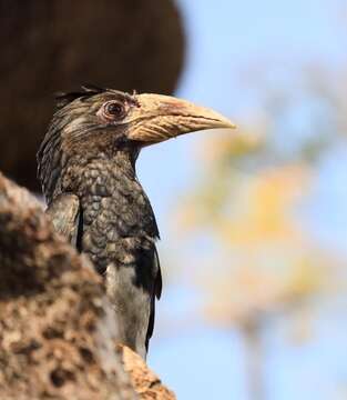 Image of Piping Hornbill