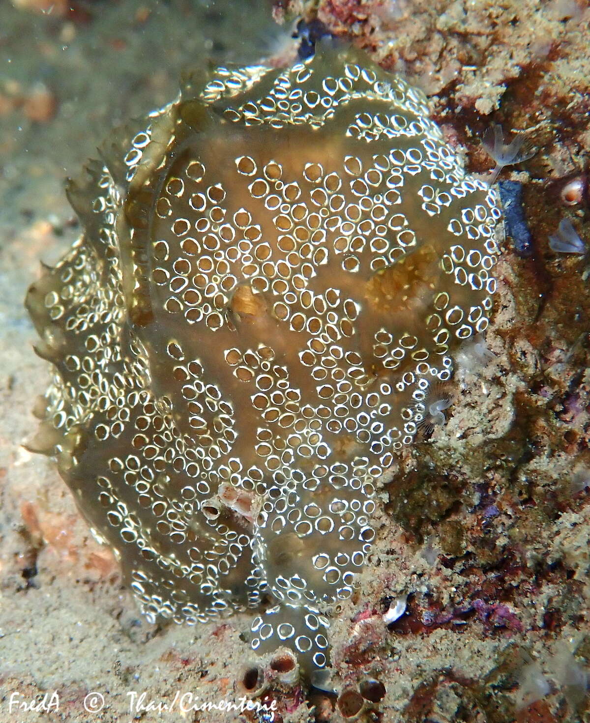 Image of Mottled Encrusting Tunicate