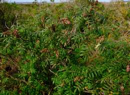 Image de Melianthus elongatus D. O. Wijnands