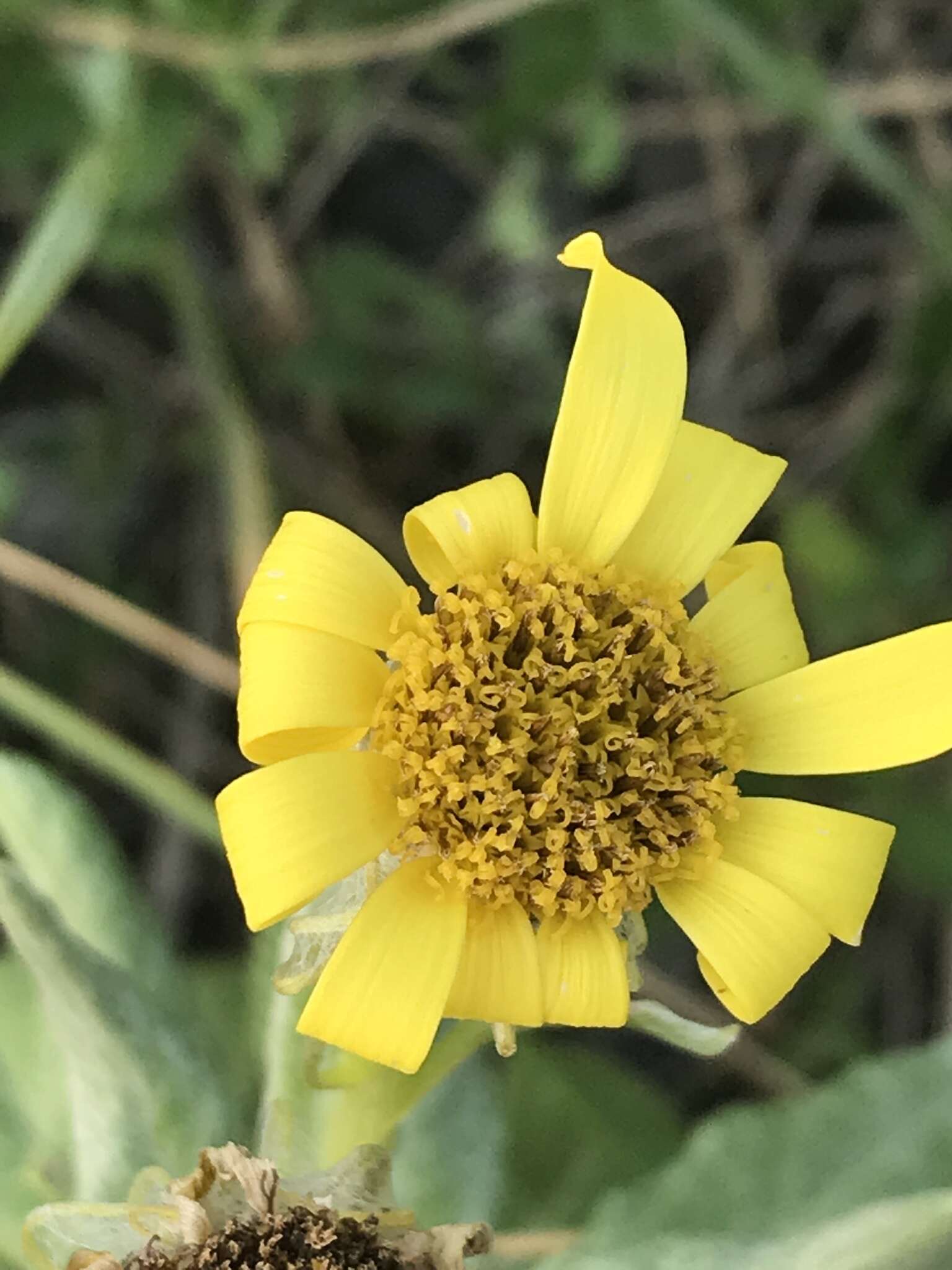 Plancia ëd Jacobaea pseudoarnica (Less.) Zuev