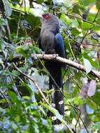 Image of Black-bellied Malkoha