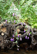 Image of Aconitum sczukinii Turcz.