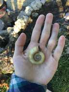 Image of Giant rams-horn snail