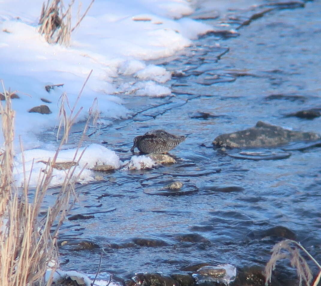 Image of Solitary Snipe