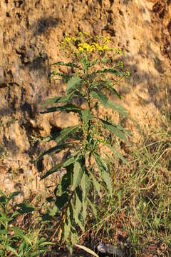 Image of Verbesina persicifolia DC.