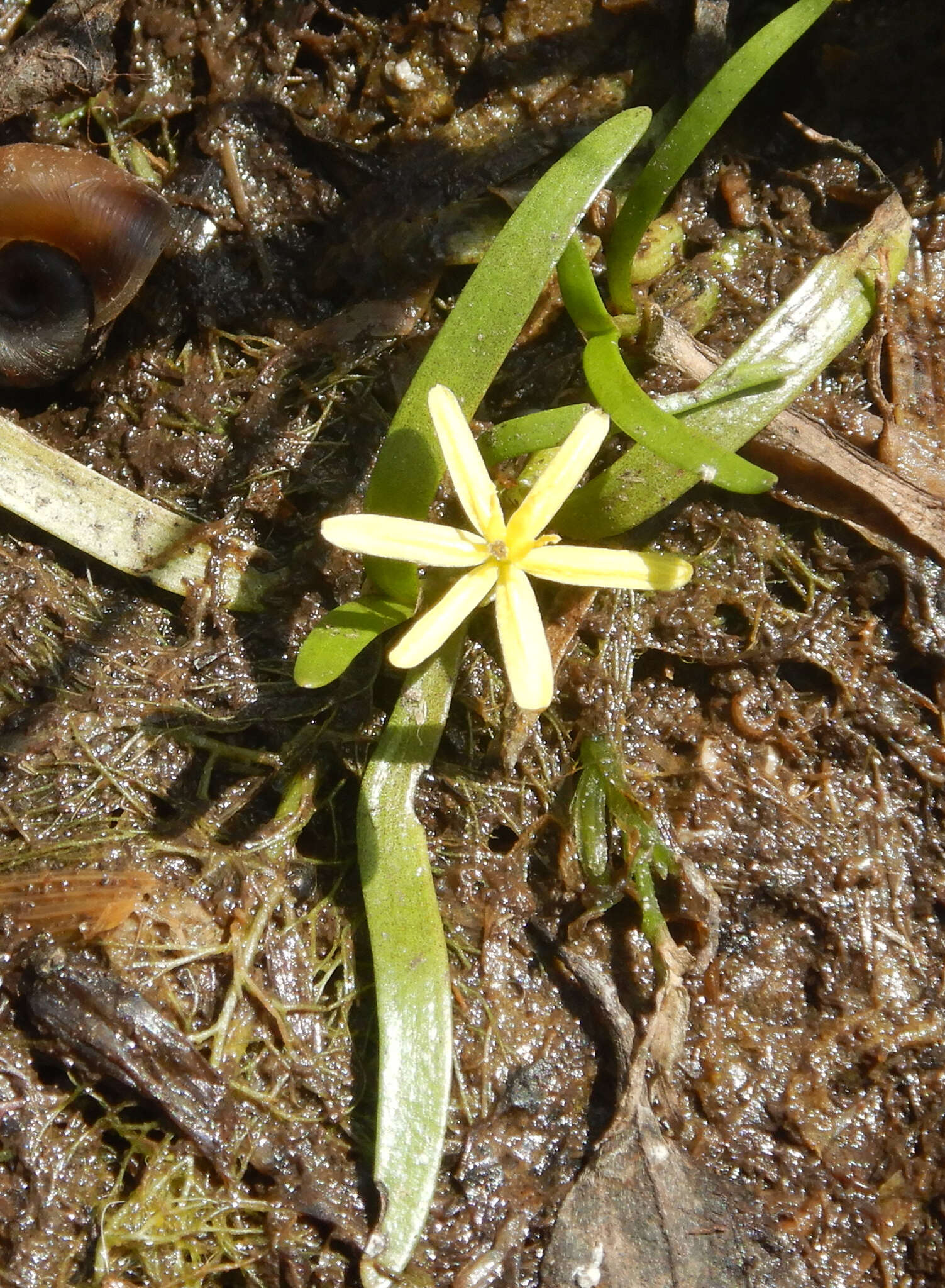 Image of grassleaf mudplantain