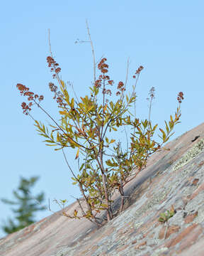 Image of Spiraea alba var. alba