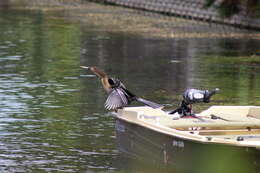 Image de Anhinga anhinga leucogaster (Vieillot 1816)