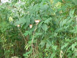 Image of Danaus (Anosia) chrysippus subsp. alcippus Cramer 1777