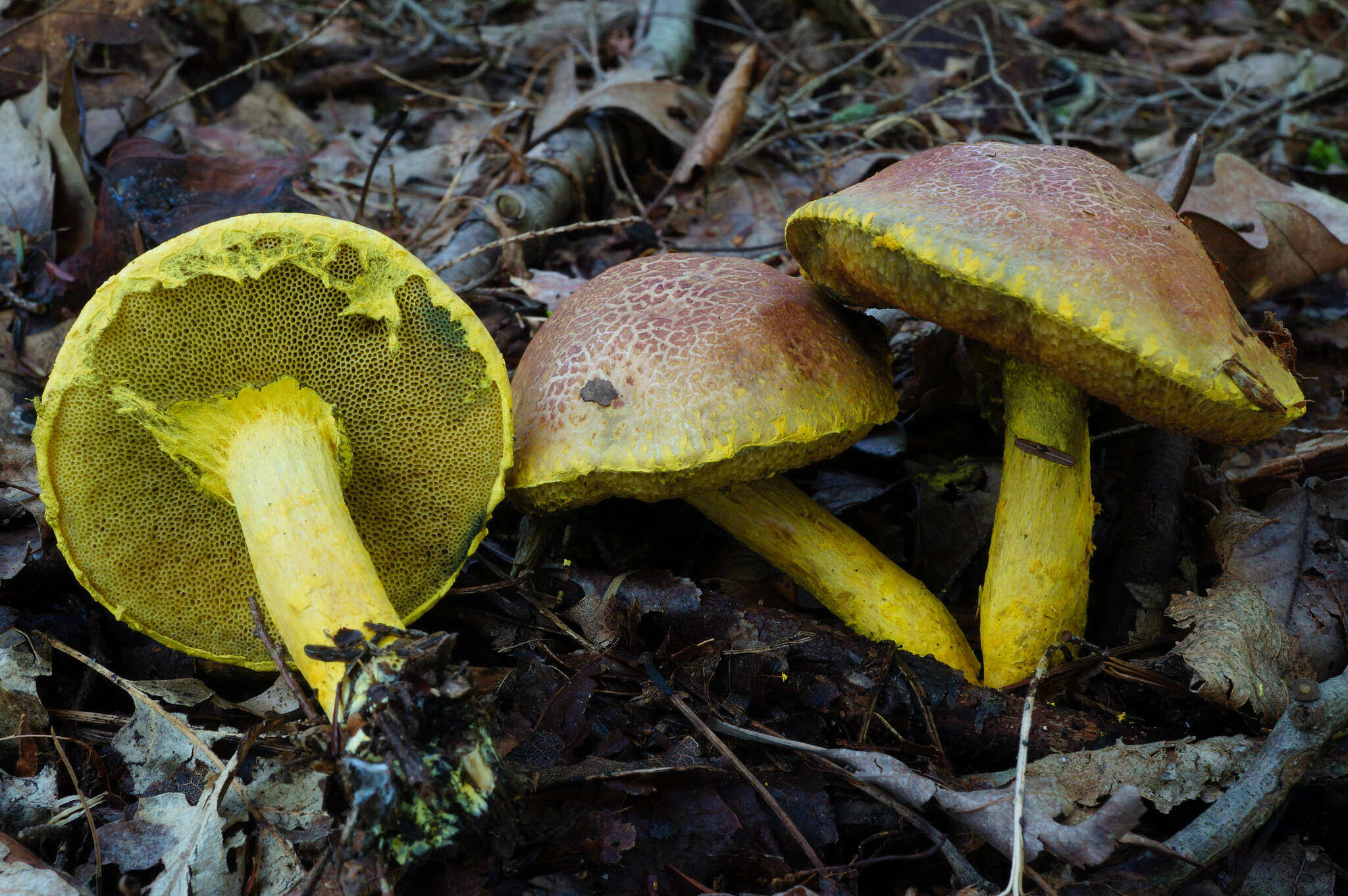 Image of Pulveroboletus