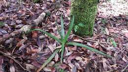 Image of Aloe rosea (H. Perrier) L. E. Newton & G. D. Rowley