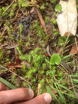 Image of bog-moss family