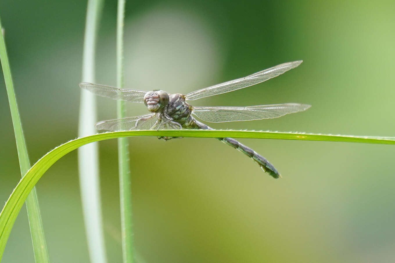 Sivun Progomphus clendoni Calvert 1905 kuva