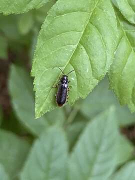 Image of Cantharis paludosa Fallén 1807