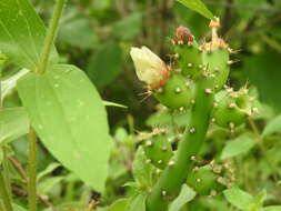 Image de Opuntia salmiana J. Parm. ex Pfeiff.