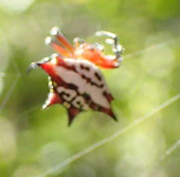 Image of Gasteracantha sanguinolenta C. L. Koch 1844