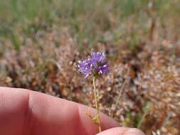 Image of bluehead gilia