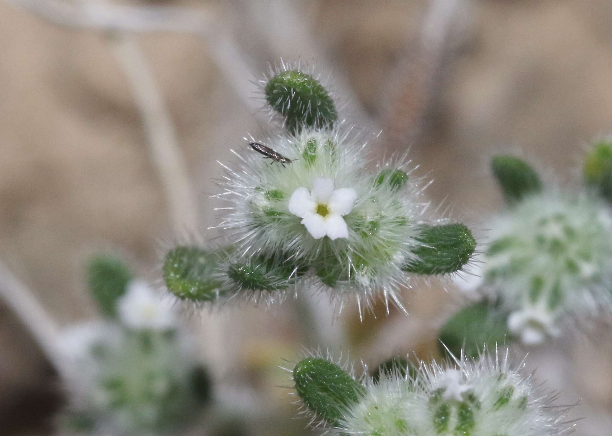 صورة Cryptantha gracilis Osterh.